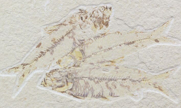 Multiple Knightia Fossil Fish Plate - x #42406